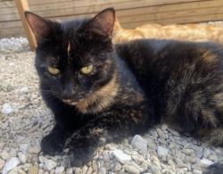 Lost Female Cat last seen Cossham Road, Avonview Cemetery, the Redchurch, Bristol City, England 