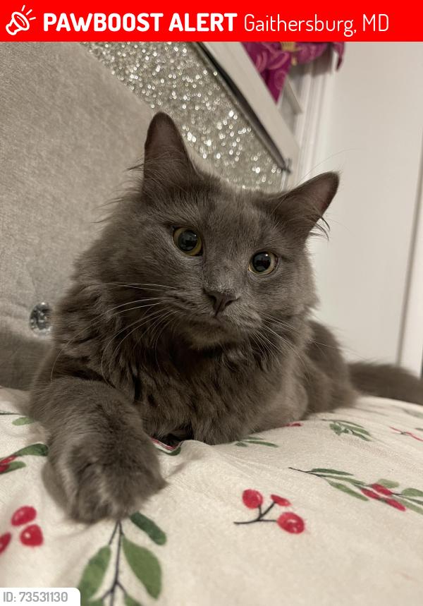 Lost Female Cat last seen Near dockside terr, Gaithersburg, MD 20886