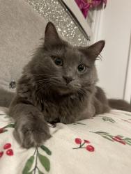 Lost Female Cat last seen Near dockside terr, Gaithersburg, MD 20886