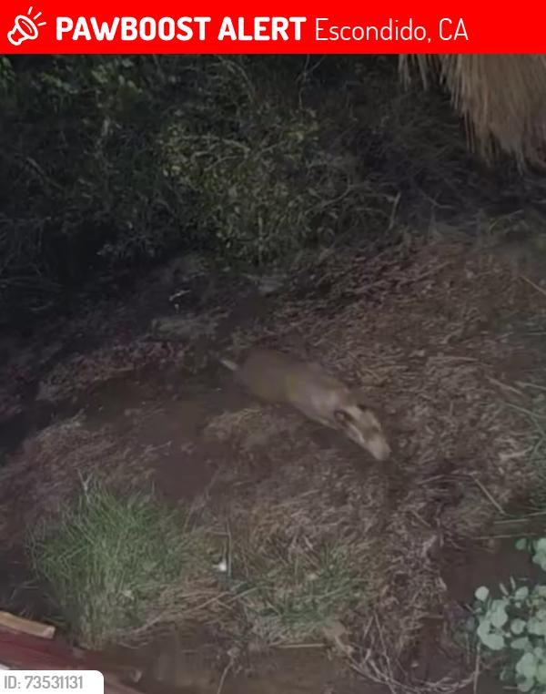 Lost Female Dog last seen Deodar/Montiel, Escondido, CA 92046