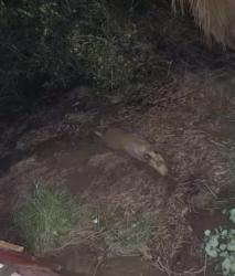Lost Female Dog last seen Deodar/Montiel, Escondido, CA 92046
