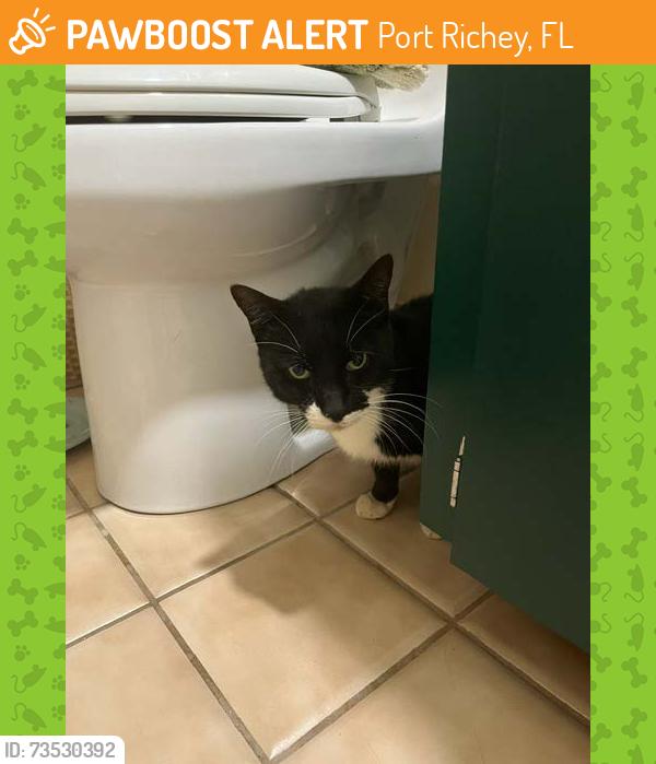 Found/Stray Male Cat last seen Found at Whiskey River, Port Richey, FL 34668
