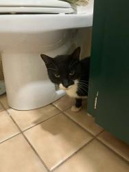 Found/Stray Male Cat last seen Found at Whiskey River, Port Richey, FL 34668