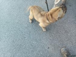 Reunited Unknown Dog last seen Burnhamthorpe, Mississauga, ON 