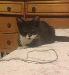 Lost Female Cat last seen Parking lot behind Lake Worth DriveIn, Palm Springs, FL 33461