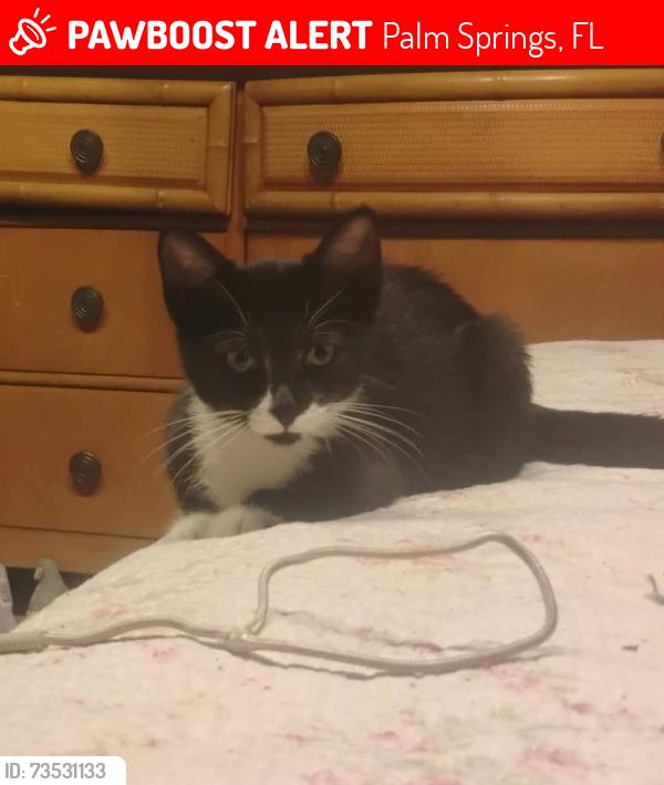 Lost Female Cat last seen Parking lot behind Lake Worth DriveIn, Palm Springs, FL 33461