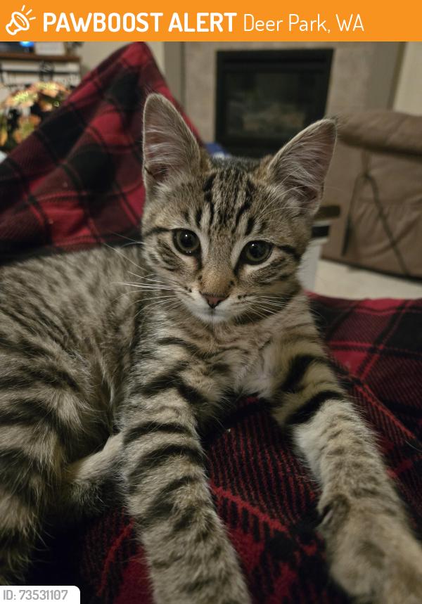 Found/Stray Female Cat last seen Round about near yokes, Deer Park, WA 99006