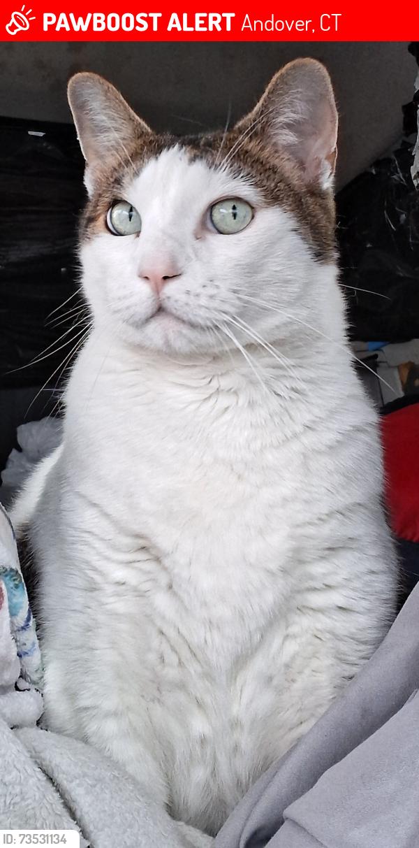 Lost Male Cat last seen Near US-6, Andover, CT 06232, Andover, CT 06232
