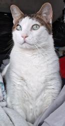 Lost Male Cat last seen Near US-6, Andover, CT 06232, Andover, CT 06232