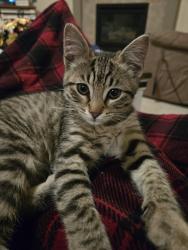 Found/Stray Female Cat last seen Round about near yokes, Deer Park, WA 99006