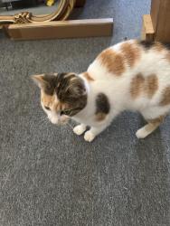 Found/Stray Unknown Cat last seen E Hwy 25 and se 84th ave Belleview, Belleview, FL 34420