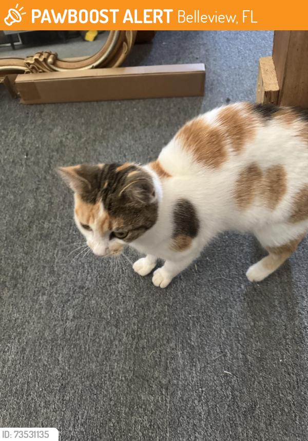 Found/Stray Unknown Cat last seen E Hwy 25 and se 84th ave Belleview, Belleview, FL 34420