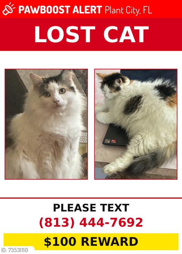 Lost Female Cat last seen Timberline and polo place, Plant City, FL 33566