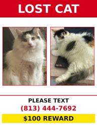 Lost Female Cat last seen Timberline and polo place, Plant City, FL 33566