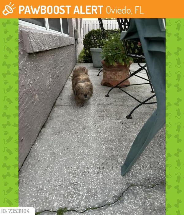 Found/Stray Female Dog last seen Aloma Woods Blvd/2nd phase Cedar Glen Place, Oviedo, FL 32765