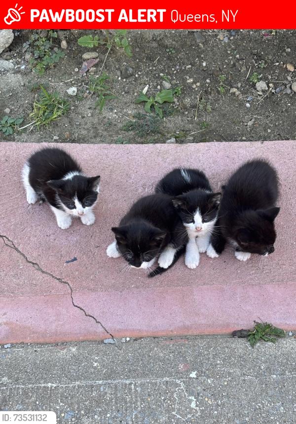 Lost Unknown Cat last seen Near the Popyes and Burger King, Queens, NY 11427