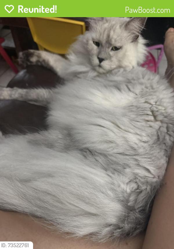 Reunited Male Cat last seen N Lakewood Dr off Bob Little, Panama City, FL 32404