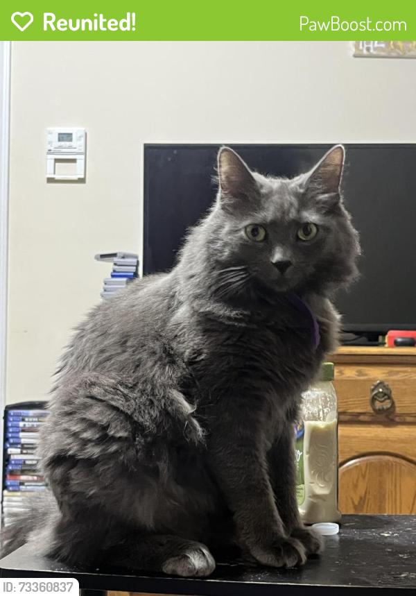Reunited Female Cat last seen Heading towards the train tracks in minoa, Minoa, NY 13116