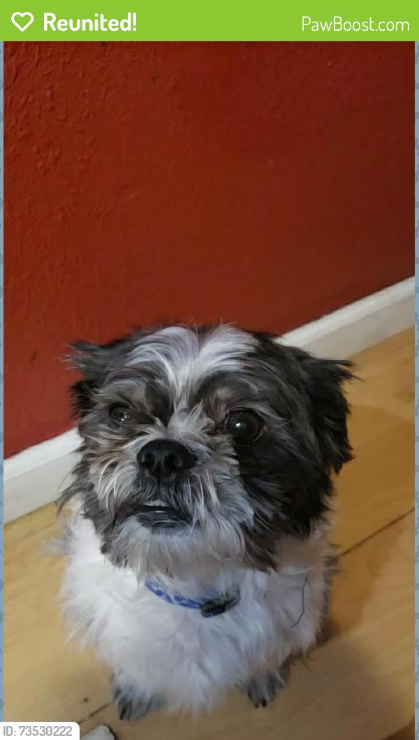 Reunited Male Dog last seen Twenty nine pine mobile homes 56th st, Oakdale, MN 55128