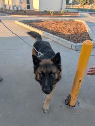 Reunited Male Dog last seen Near W Spruce Ave, Fresno, CA 93650, USA, Fresno, CA 93650