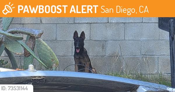 Found/Stray Unknown Dog last seen Gibson, San Diego, CA 92114