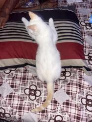 Lost Male Cat last seen Eucalyptus and Alondra blvd, Bellflower, CA 90706