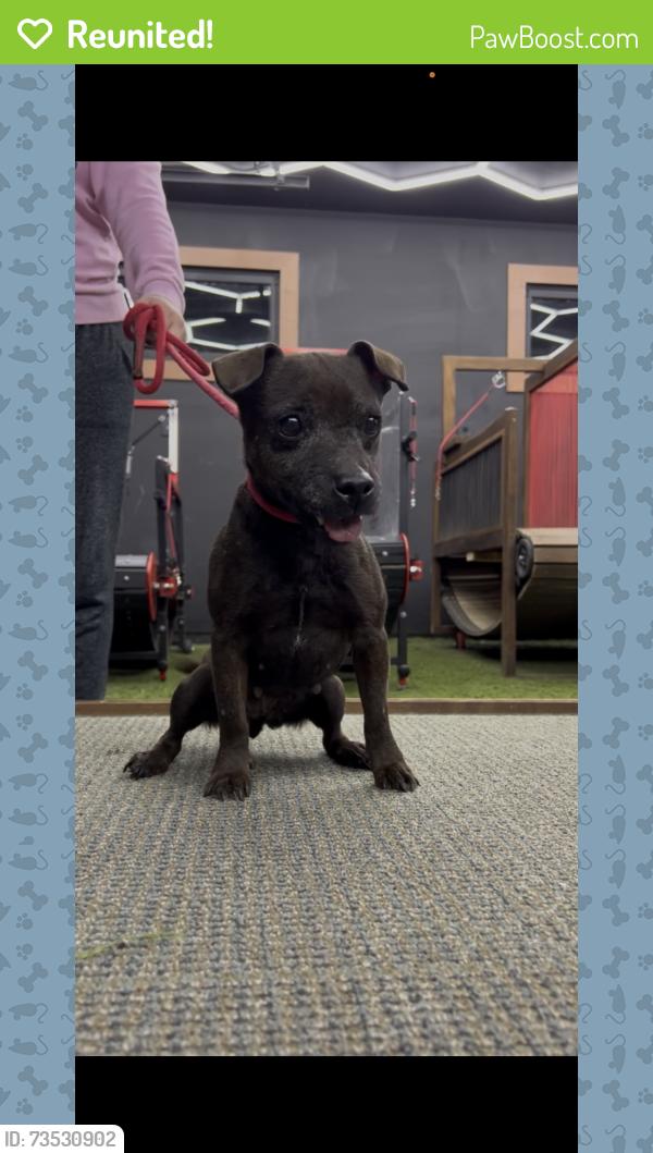 Reunited Female Dog last seen Near Pioneer Park in Newport, MN, Newport, MN 55055
