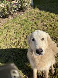 Found/Stray Female Dog last seen 12th street, Waco, TX 76798
