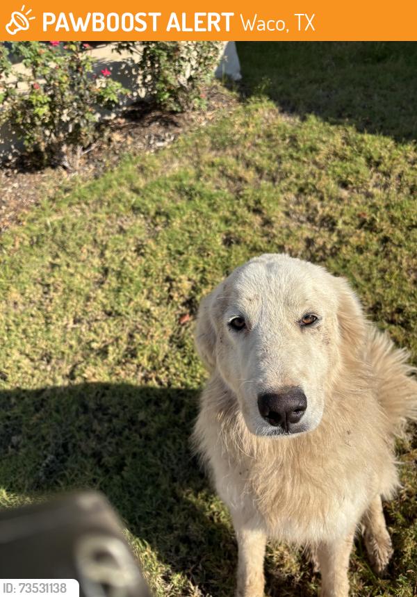 Found/Stray Female Dog last seen 12th street, Waco, TX 76798