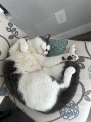 Reunited Male Cat last seen Near W Ray rd - Ventura Apts, Chandler, AZ 85225
