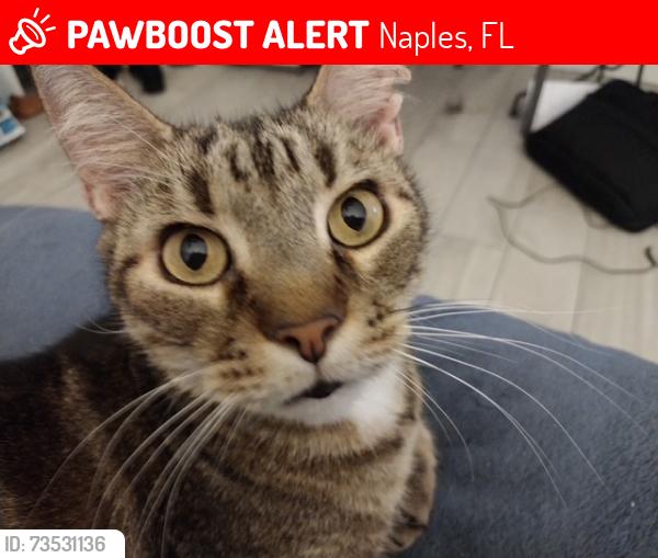 Lost Male Cat last seen Emerald Lakes cndmniums in Naples, Fl. building 7725 apt. 103, Naples, FL 34109