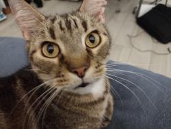 Lost Male Cat last seen Emerald Lakes cndmniums in Naples, Fl. building 7725 apt. 103, Naples, FL 34109