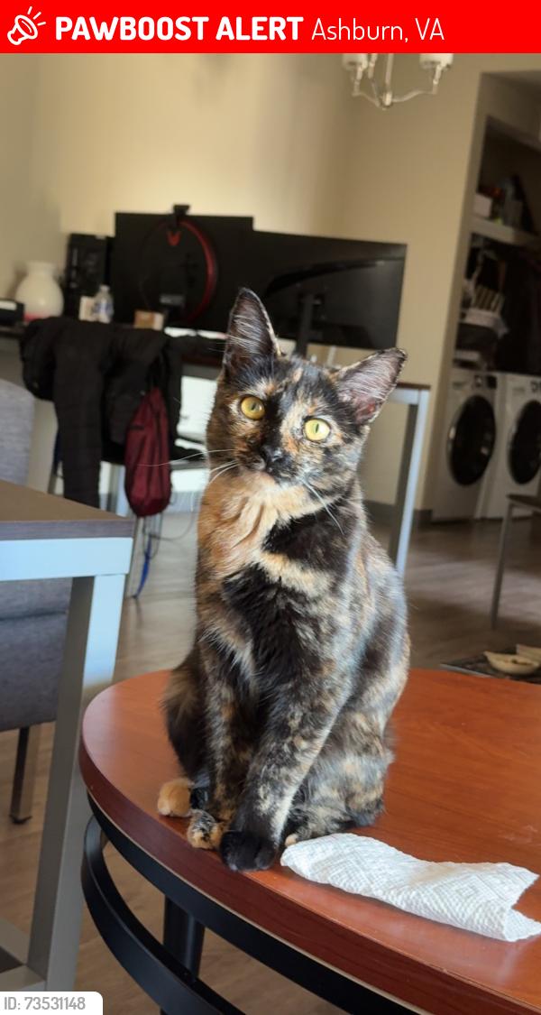 Lost Female Cat last seen In our neighbors garage, Ashburn, VA 20147