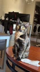 Lost Female Cat last seen In our neighbors garage, Ashburn, VA 20147