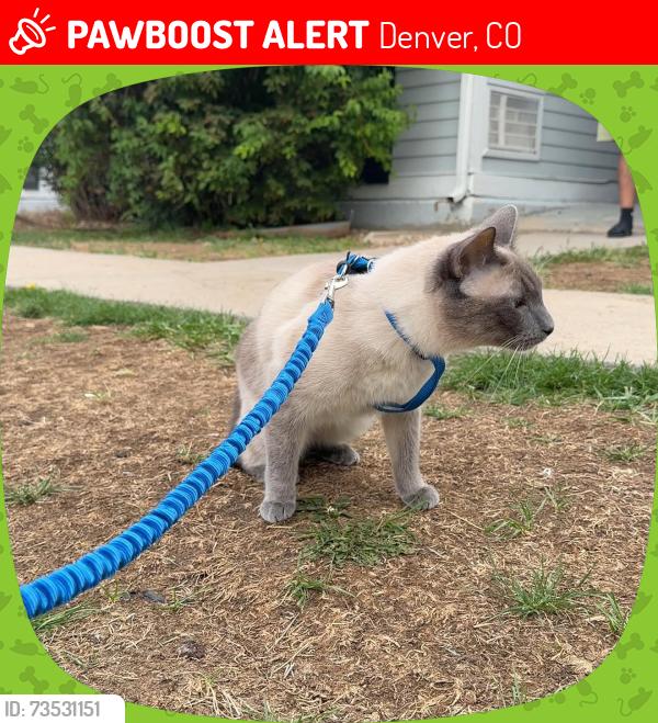 Lost Male Cat last seen 51st and Zuni Park, Denver, CO 80221