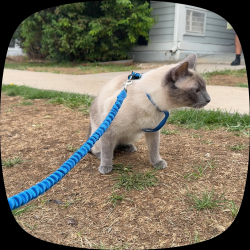 Lost Male Cat last seen 51st and Zuni Park, Denver, CO 80221