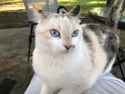 Lost Female Cat last seen 110th Street, Bloomington, MN 55431