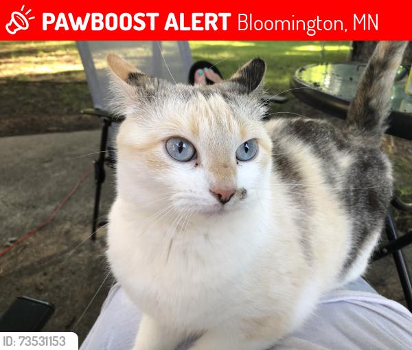Lost Female Cat last seen 110th Street, Bloomington, MN 55431