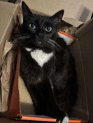 Lost Male Cat last seen Ashlan and Maroa, Fresno, CA 93704