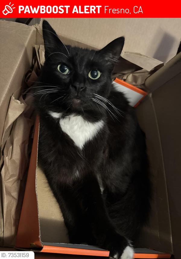 Lost Male Cat last seen Ashlan and Maroa, Fresno, CA 93704