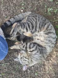 Found/Stray Male Cat last seen Trimble, Fort Worth, TX 76133