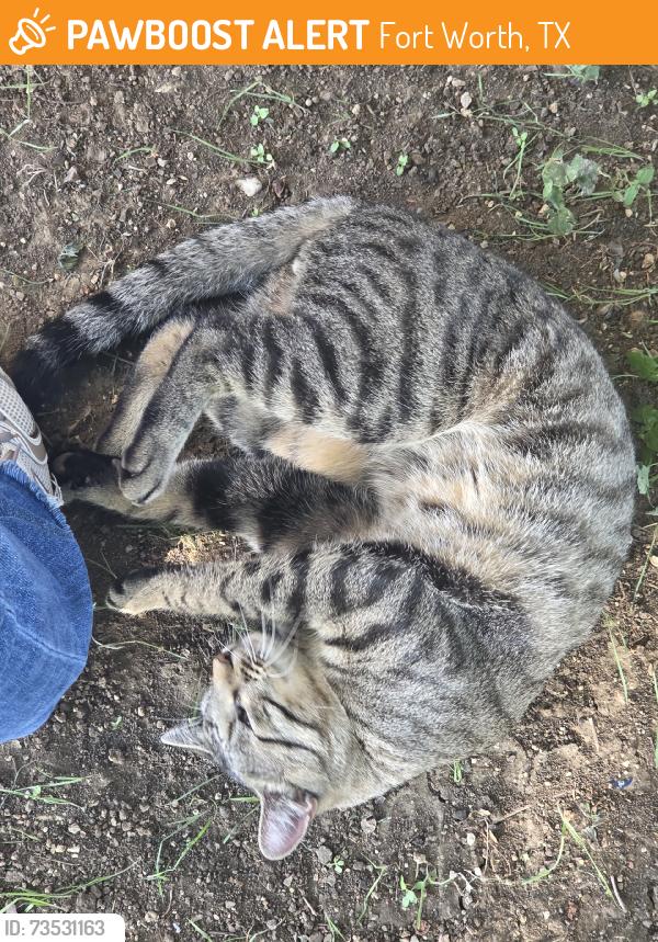 Found/Stray Male Cat last seen Trimble, Fort Worth, TX 76133