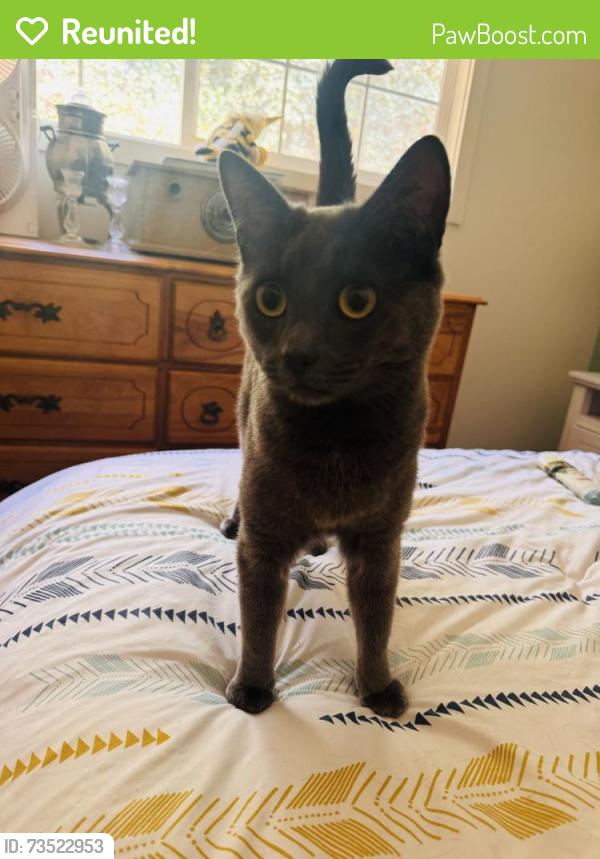 Reunited Female Cat last seen Dry Creek Rd and Joeger in Auburn, Placer County, CA 95602