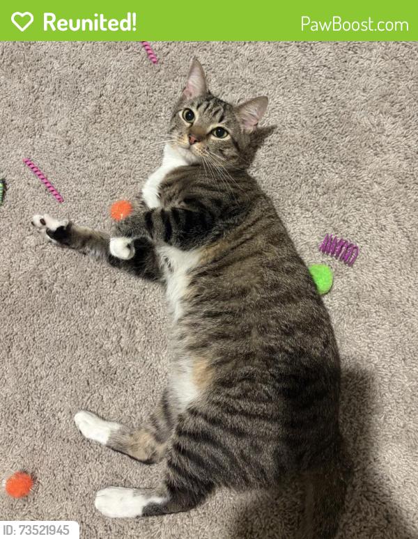 Reunited Male Cat last seen SE DARLING & SE WILLOUGHBY, Stuart, FL 34997