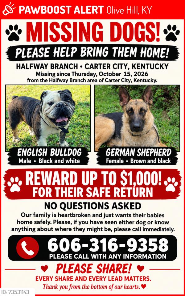 Lost Male Dog last seen 2858Halfway branch olive hill ky, Olive Hill, KY 41164