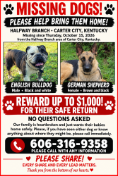 Lost Male Dog last seen 2858Halfway branch olive hill ky, Olive Hill, KY 41164