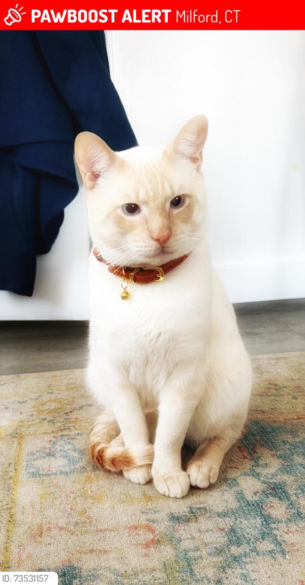 Lost Male Cat last seen Melba Street, Milford, CT 06460
