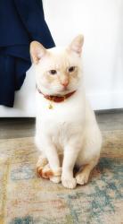 Lost Male Cat last seen Melba Street, Milford, CT 06460