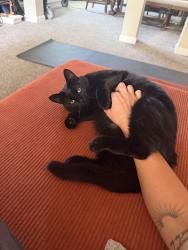 Lost Female Cat last seen Near pebble Brooke ct Covington ga 30016, Covington, GA 30016