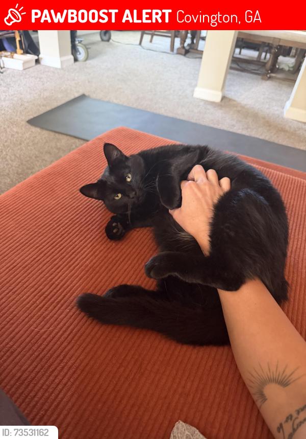 Lost Female Cat last seen Near pebble Brooke ct Covington ga 30016, Covington, GA 30016